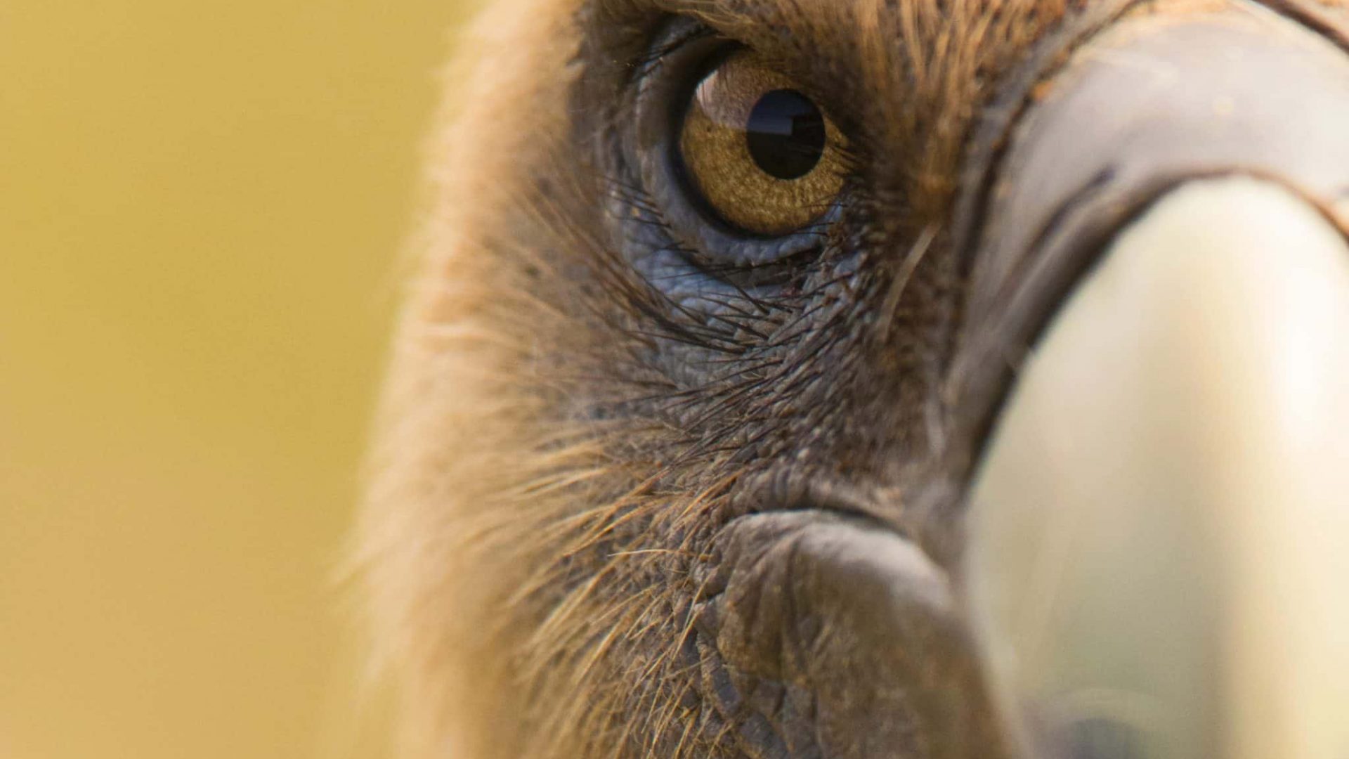 eye-and-beak-of-vulture-2021-10-26-21-30-53-utc-2048x1333